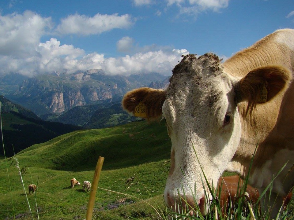 Alpine meadows in the Italian Alps